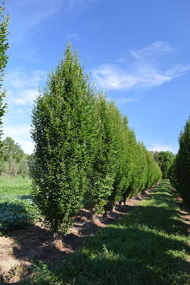 carpinus-betulus-fastigiata-european-hornbeam-pyramidal