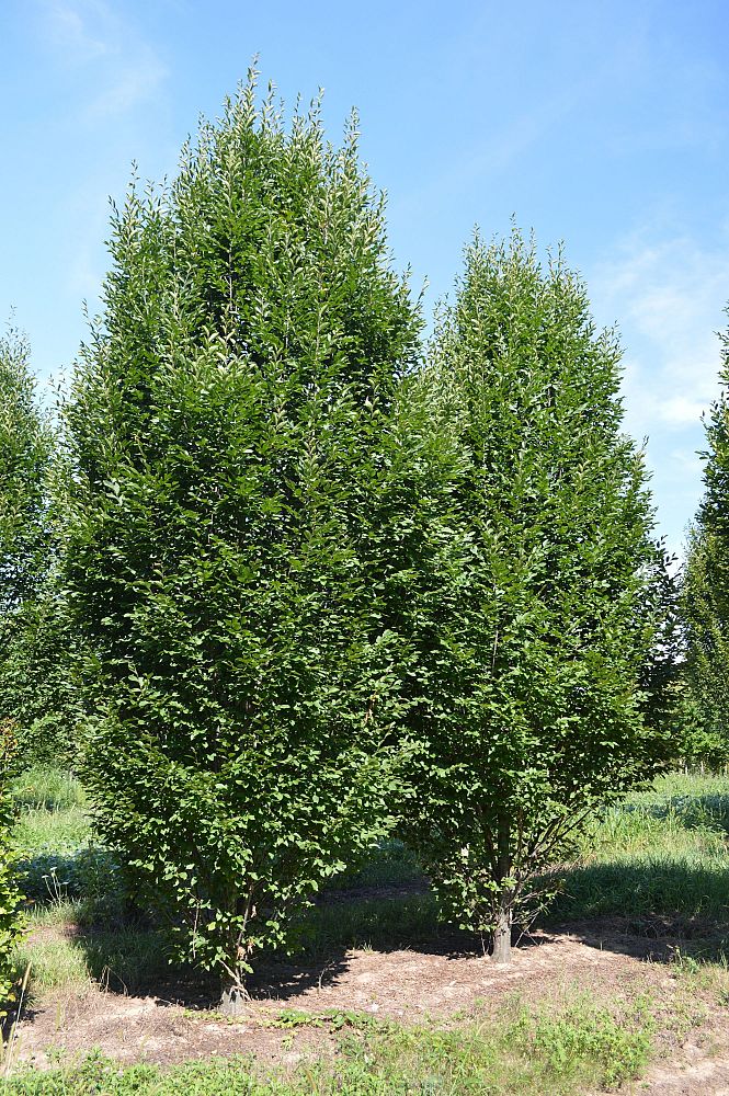 carpinus-betulus-fastigiata-european-hornbeam-pyramidal