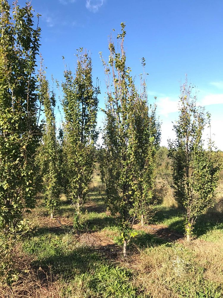 carpinus-betulus-fastigiata-european-hornbeam-pyramidal