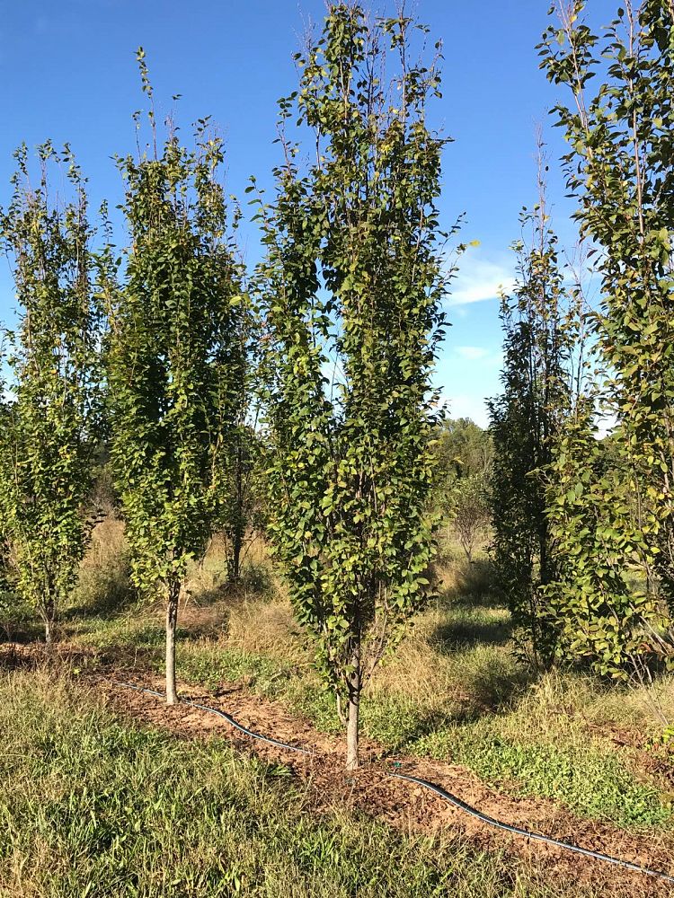 carpinus-betulus-fastigiata-european-hornbeam-pyramidal