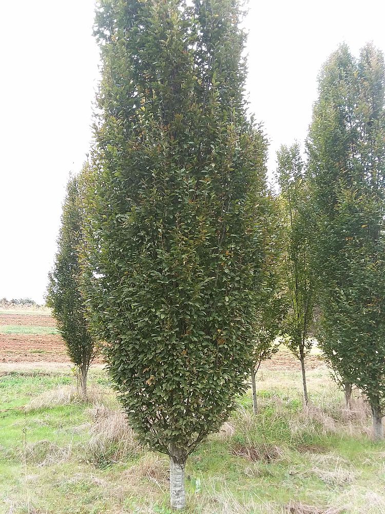 carpinus-betulus-fastigiata-european-hornbeam-pyramidal