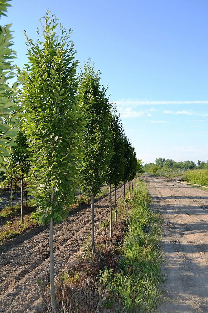 carpinus-betulus-fastigiata-european-hornbeam-pyramidal