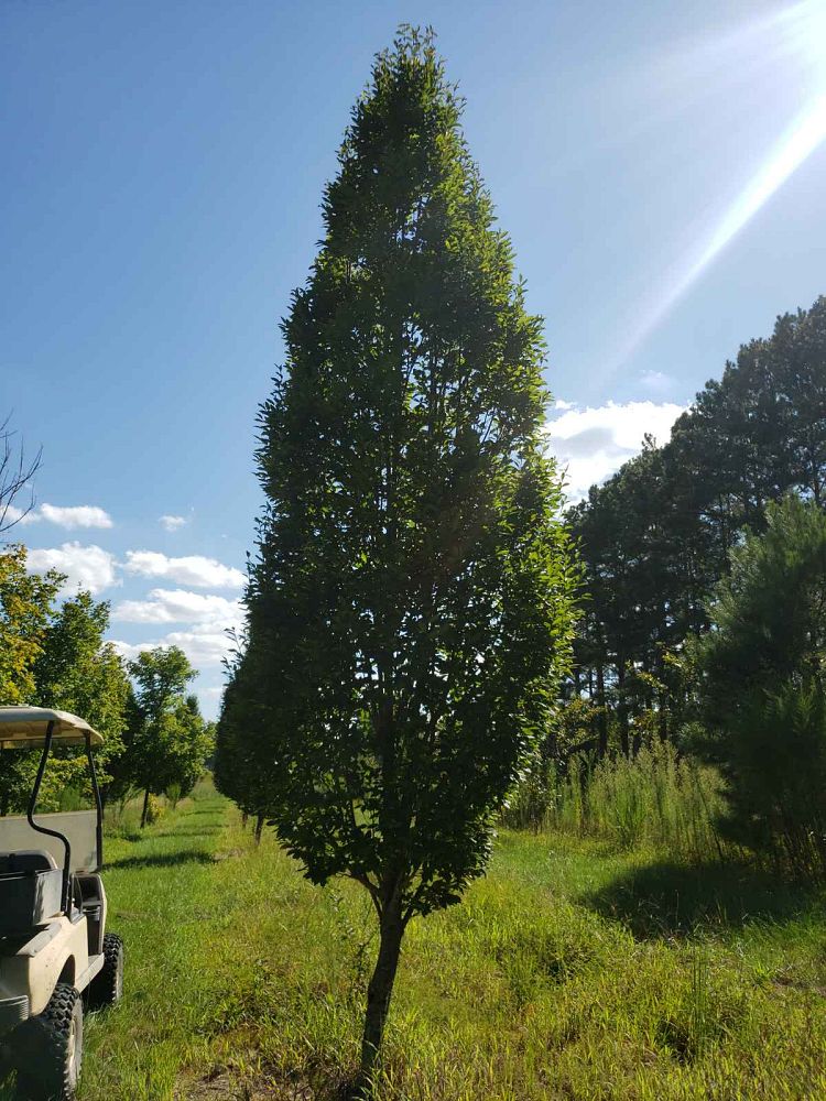 carpinus-betulus-fastigiata-european-hornbeam-pyramidal