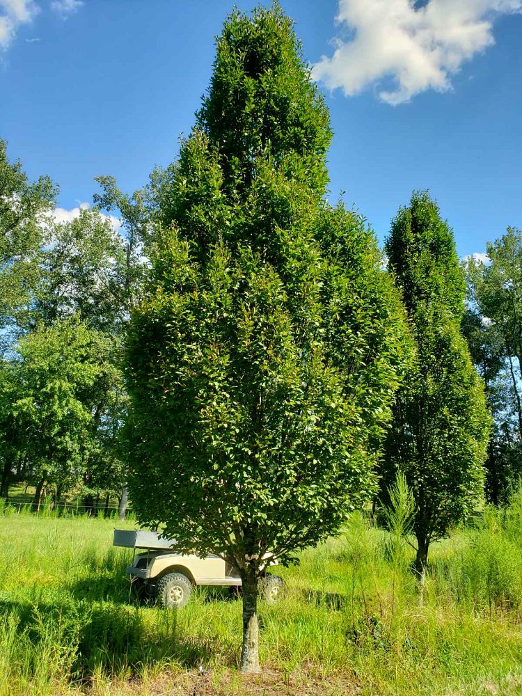 carpinus-betulus-fastigiata-european-hornbeam-pyramidal