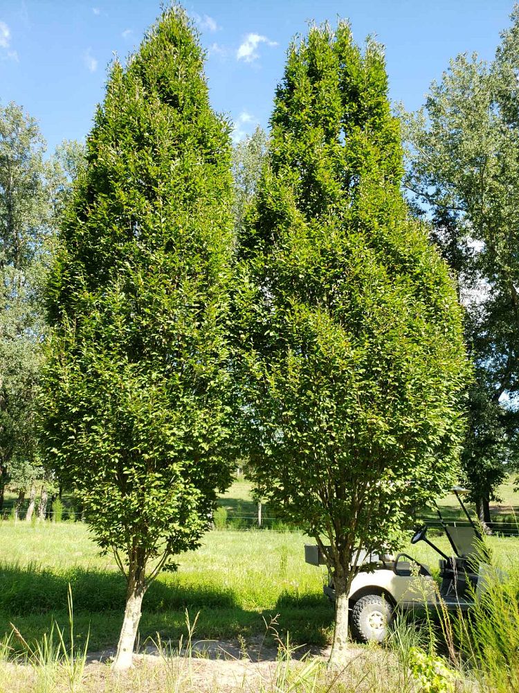 carpinus-betulus-fastigiata-european-hornbeam-pyramidal