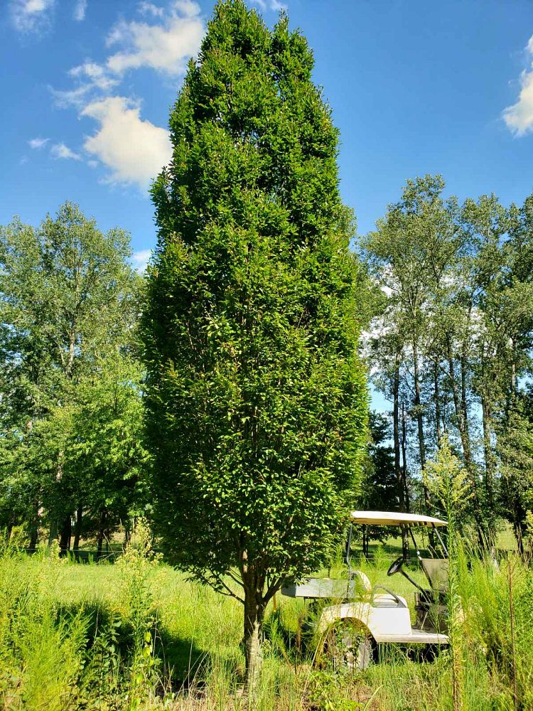 carpinus-betulus-fastigiata-european-hornbeam-pyramidal