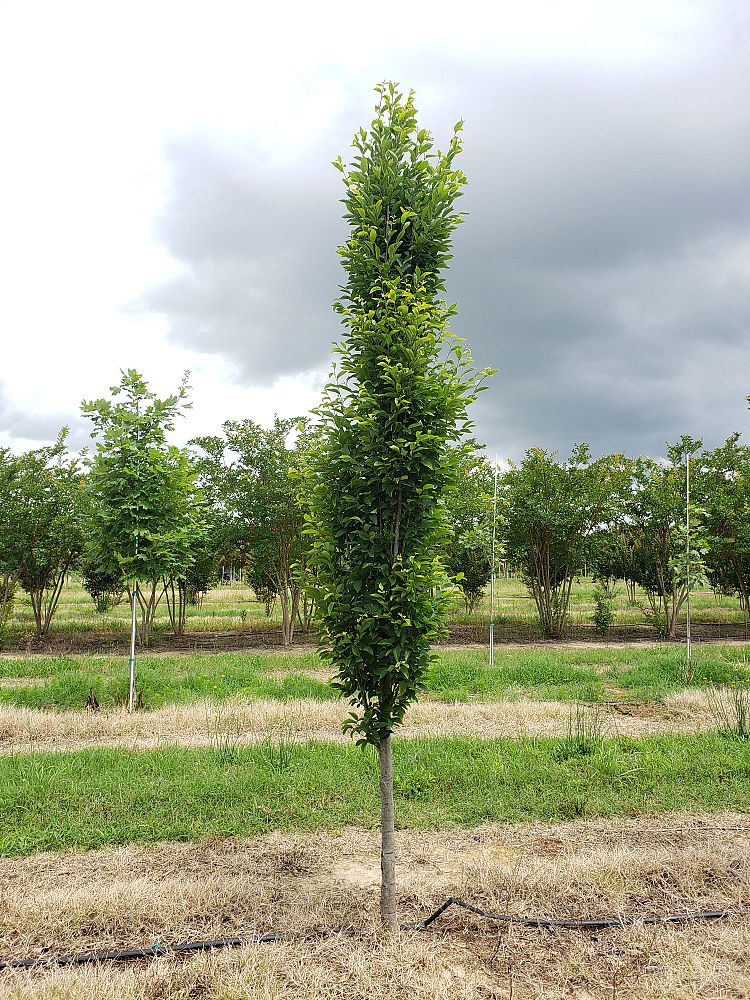 carpinus-betulus-fastigiata-european-hornbeam-pyramidal
