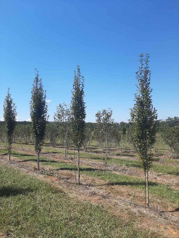 carpinus-betulus-fastigiata-european-hornbeam-pyramidal