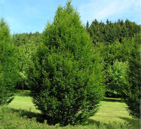 carpinus-betulus-fastigiata-european-hornbeam-pyramidal