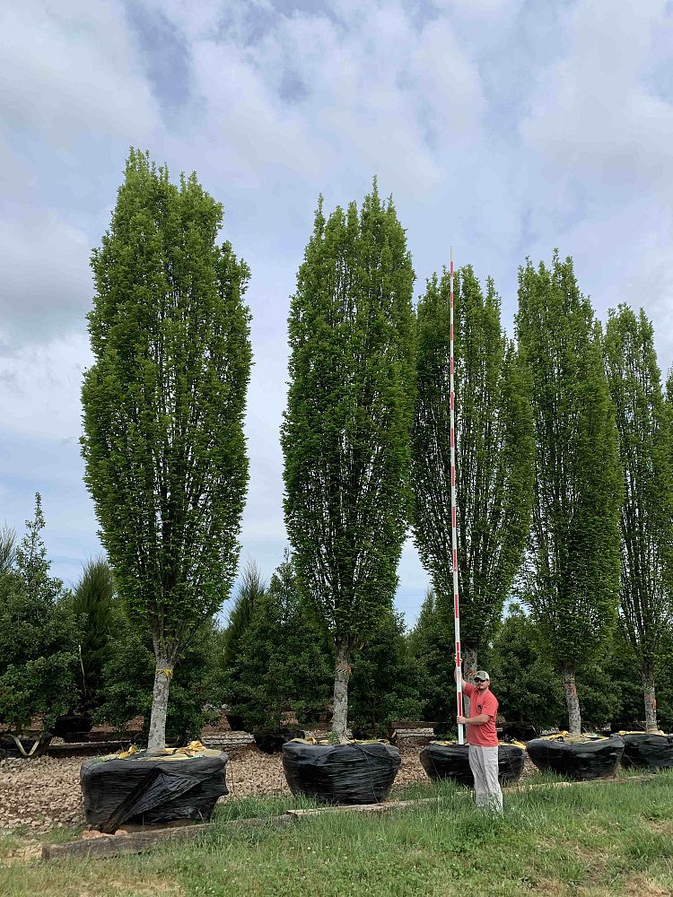 carpinus-betulus-fastigiata-european-hornbeam-pyramidal
