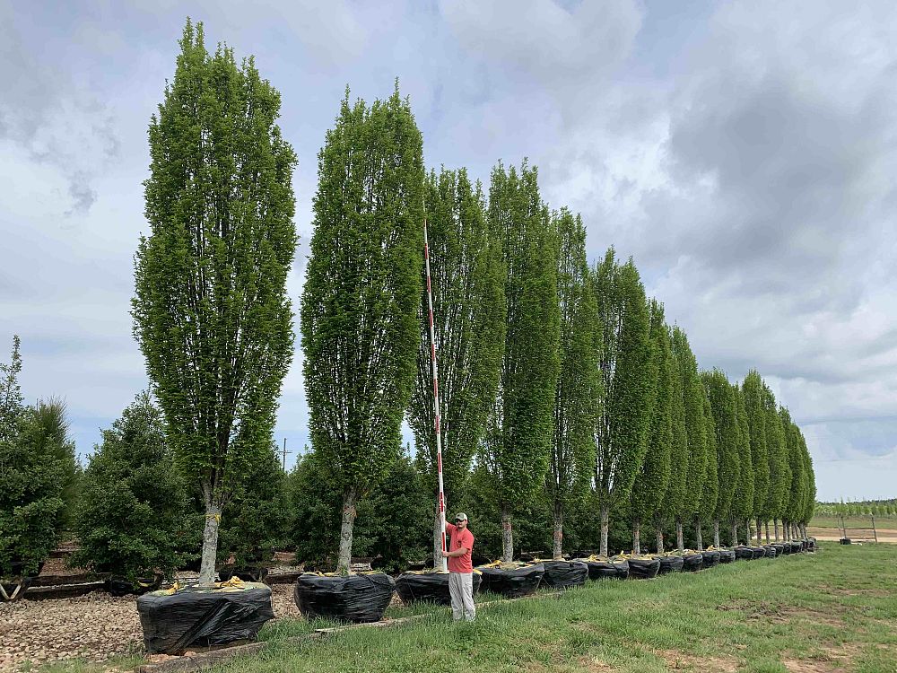 carpinus-betulus-fastigiata-european-hornbeam-pyramidal