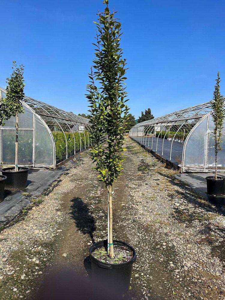carpinus-betulus-fastigiata-european-hornbeam-pyramidal