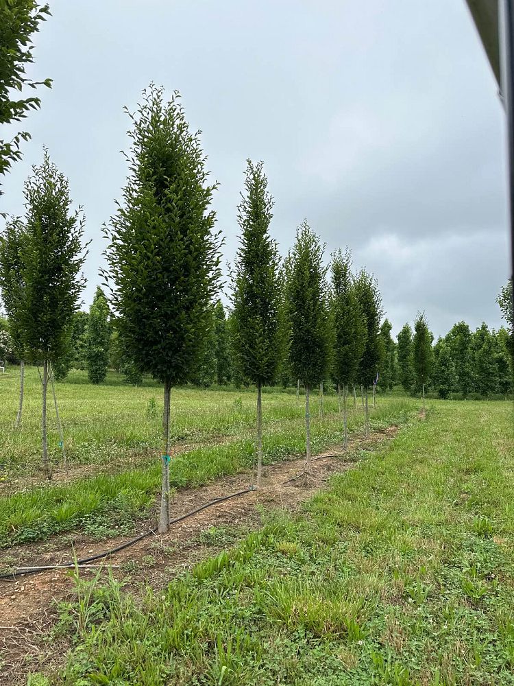 carpinus-betulus-fastigiata-european-hornbeam-pyramidal