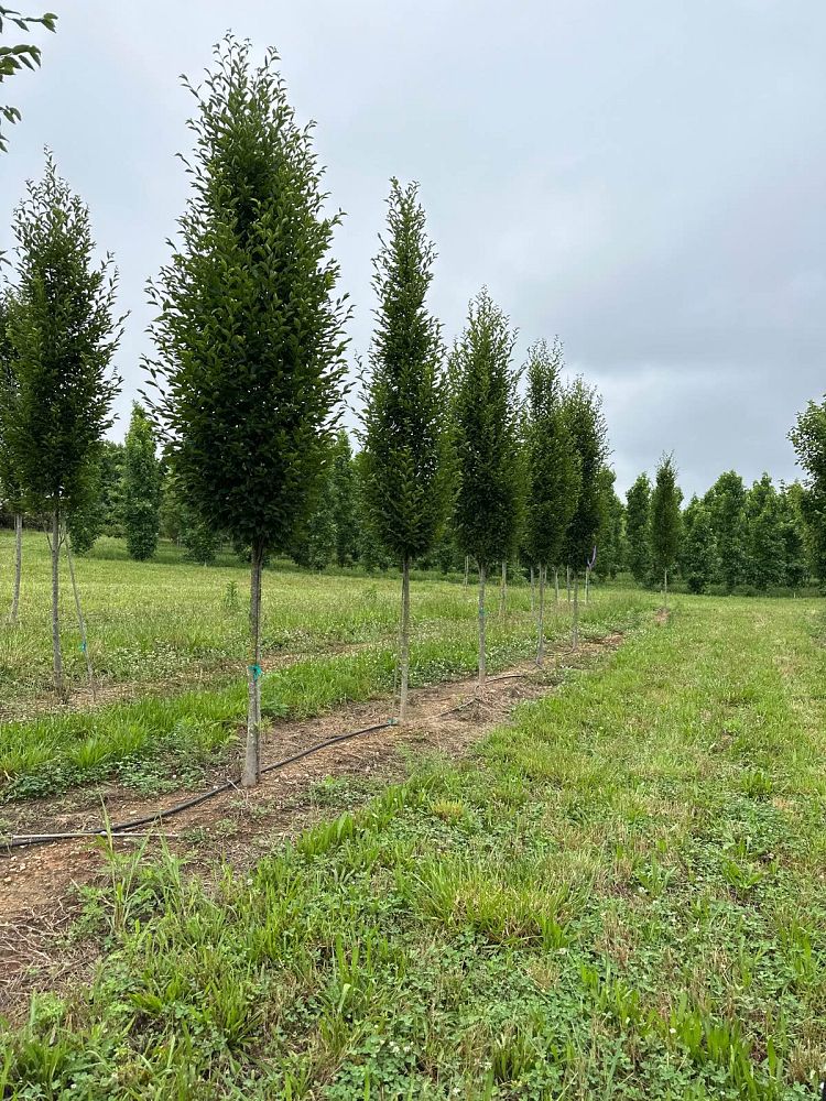 carpinus-betulus-fastigiata-european-hornbeam-pyramidal