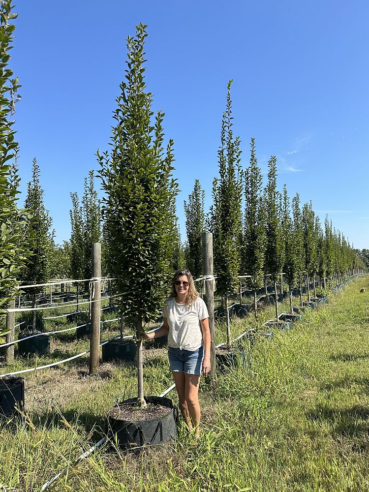 carpinus-betulus-fastigiata-european-hornbeam-pyramidal