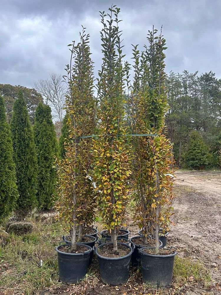 carpinus-betulus-fastigiata-european-hornbeam-pyramidal