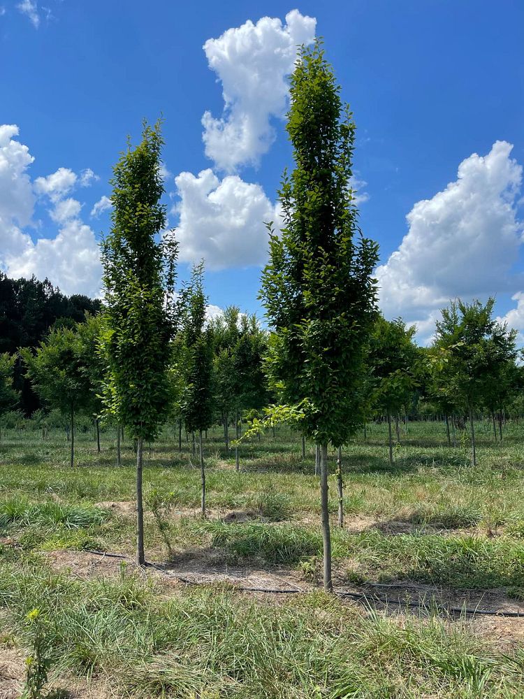 carpinus-betulus-frans-fontaine-european-hornbeam