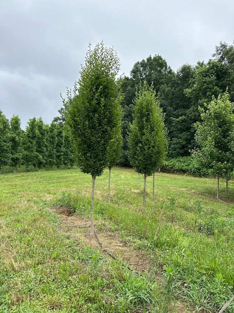 carpinus-betulus-frans-fontaine-european-hornbeam
