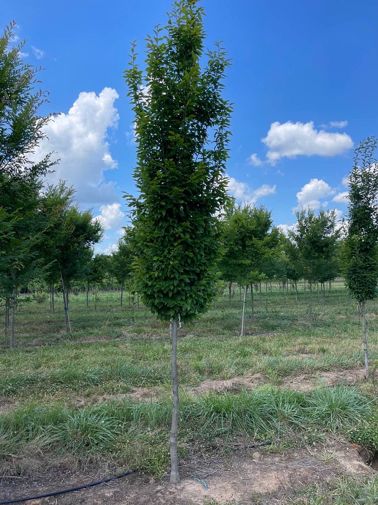 carpinus-betulus-frans-fontaine-european-hornbeam