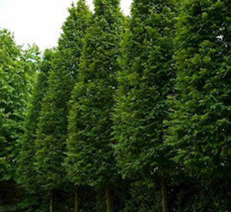 carpinus-betulus-frans-fontaine-european-hornbeam