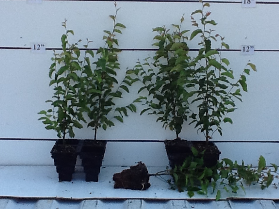 carpinus-caroliniana-american-hornbeam-blue-beech-ironwood