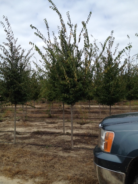 carpinus-caroliniana-american-hornbeam-blue-beech-ironwood