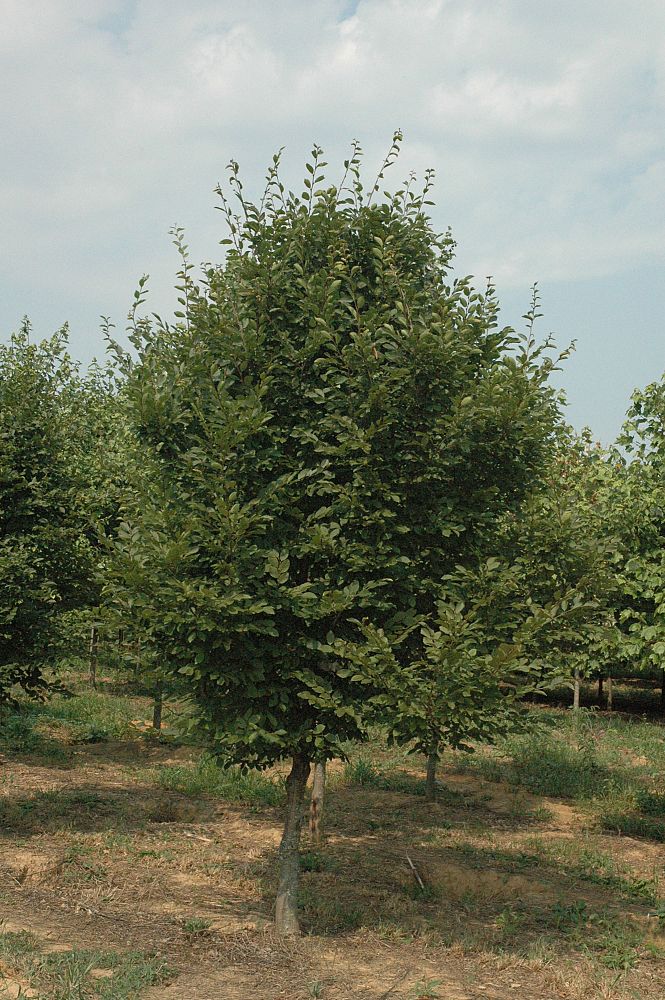 carpinus-caroliniana-american-hornbeam-blue-beech-ironwood