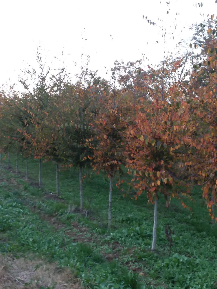carpinus-caroliniana-american-hornbeam-blue-beech-ironwood