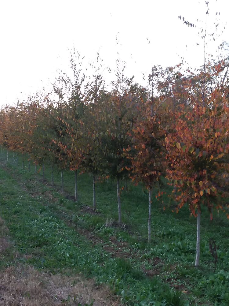 carpinus-caroliniana-american-hornbeam-blue-beech-ironwood