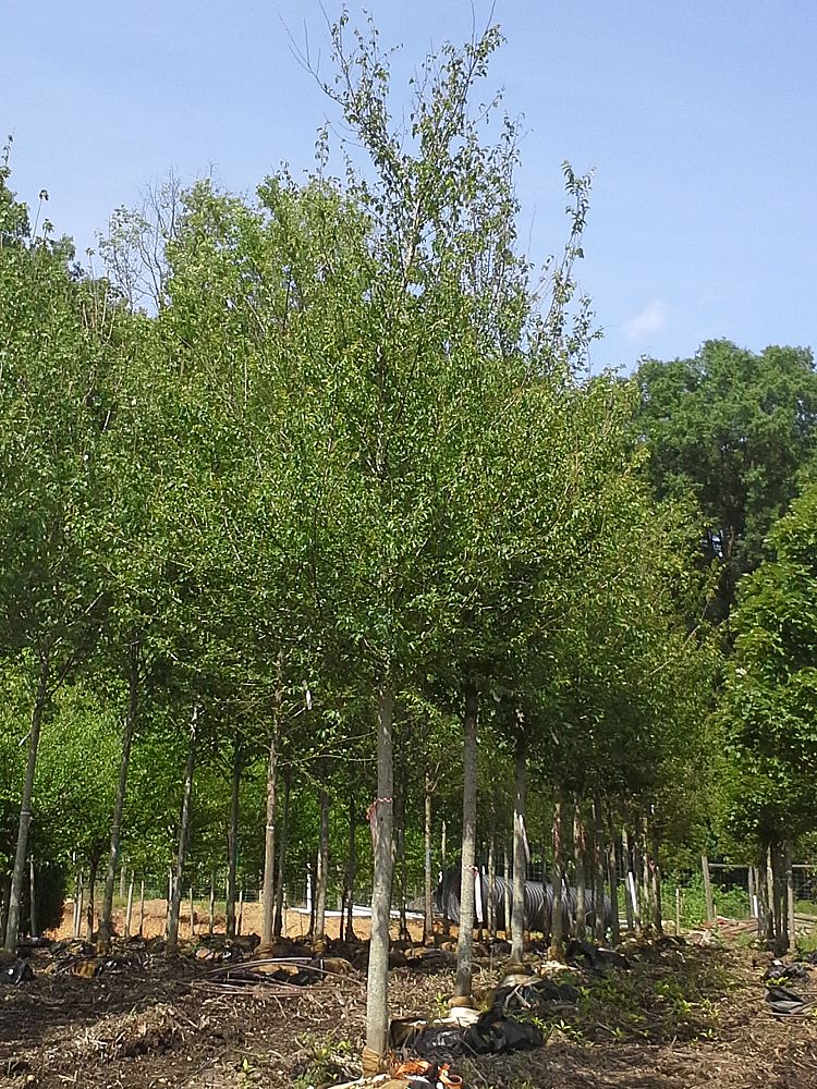 carpinus-caroliniana-american-hornbeam-blue-beech-ironwood