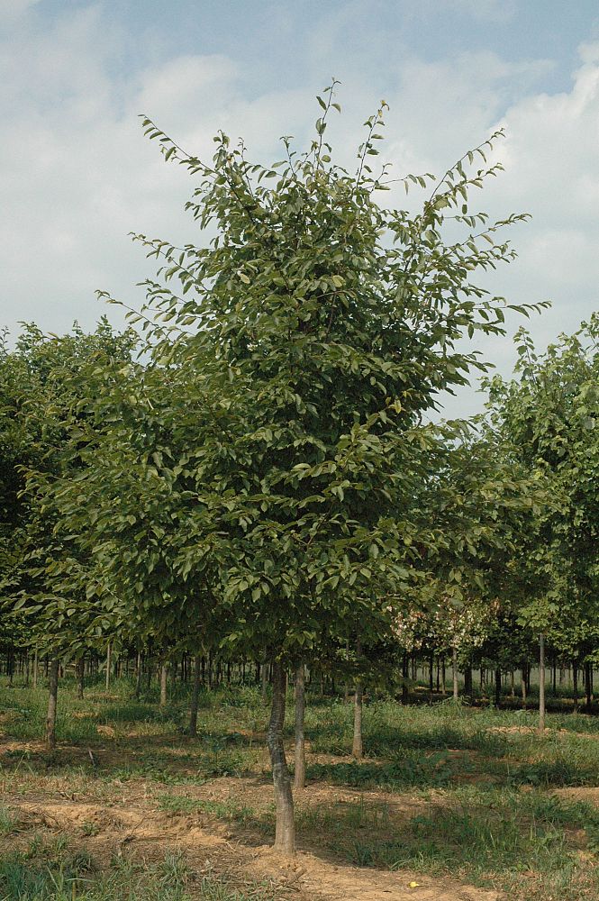 carpinus-caroliniana-american-hornbeam-blue-beech-ironwood