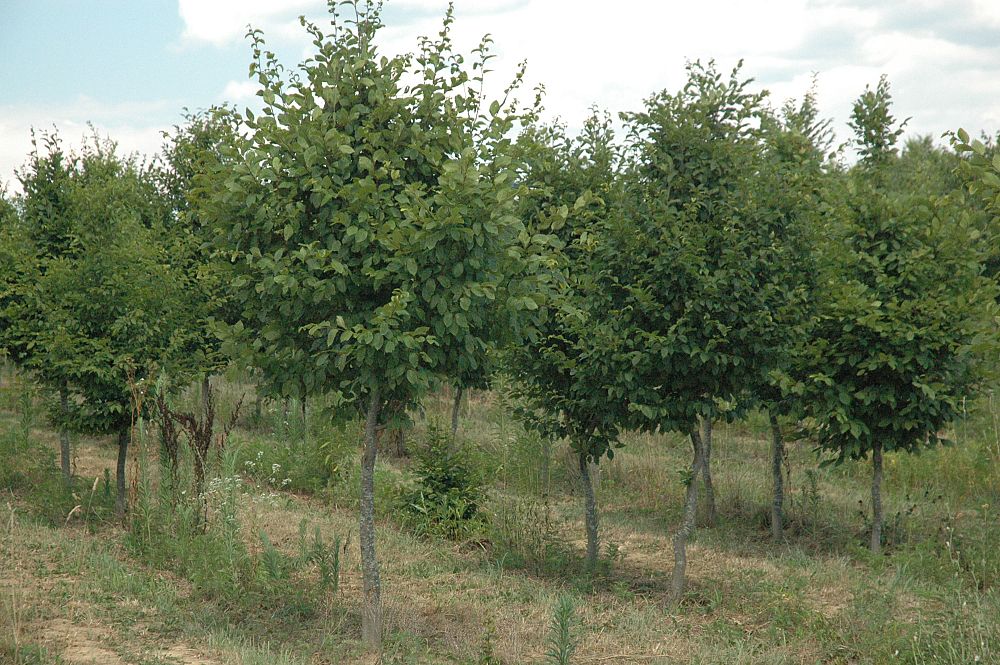 carpinus-caroliniana-american-hornbeam-blue-beech-ironwood