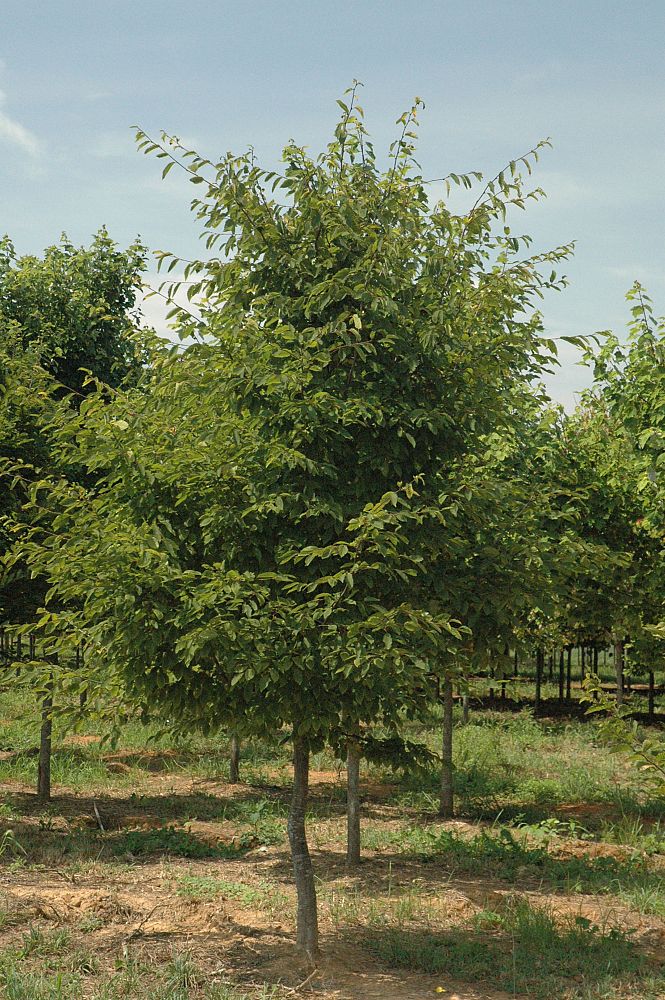 carpinus-caroliniana-american-hornbeam-blue-beech-ironwood