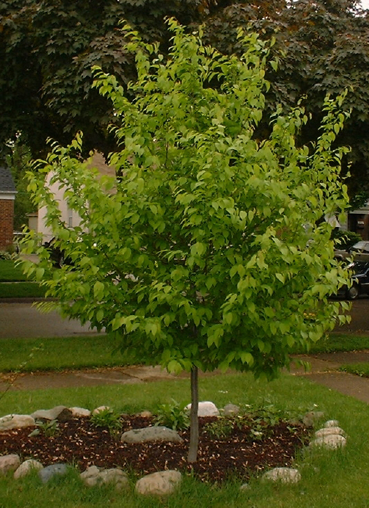 carpinus-caroliniana-american-hornbeam-blue-beech-ironwood