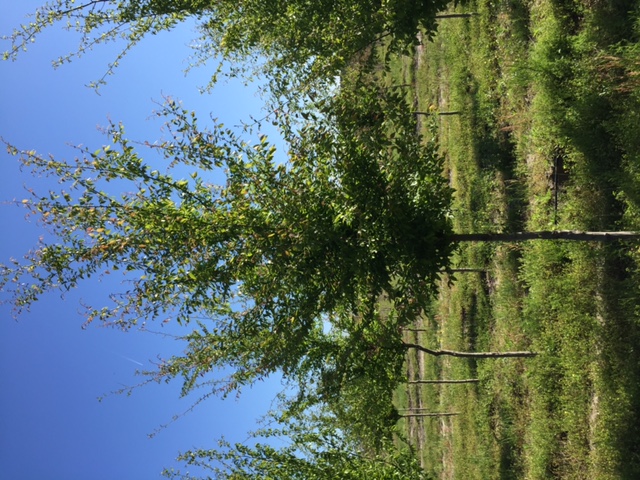 carpinus-caroliniana-american-hornbeam-blue-beech-ironwood