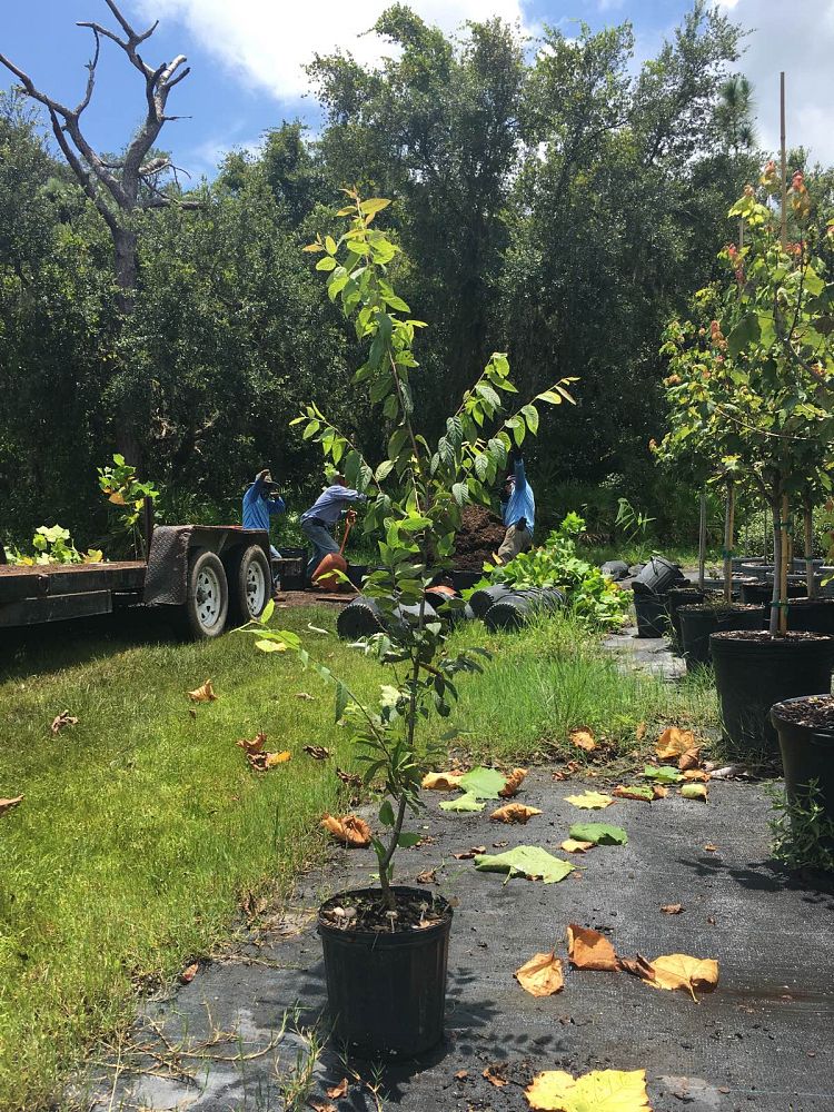 carpinus-caroliniana-american-hornbeam-blue-beech-ironwood