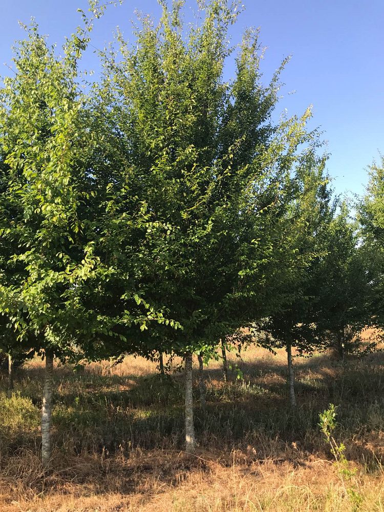 carpinus-caroliniana-american-hornbeam-blue-beech-ironwood