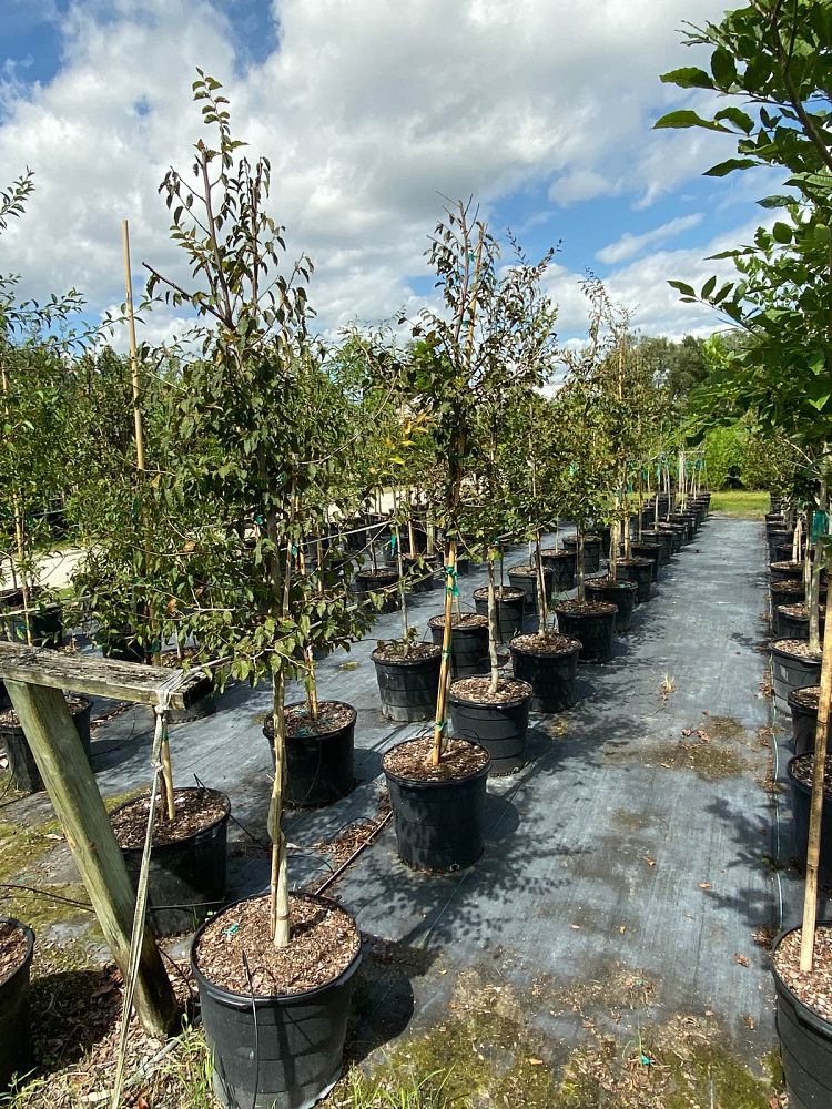 carpinus-caroliniana-american-hornbeam-blue-beech-ironwood