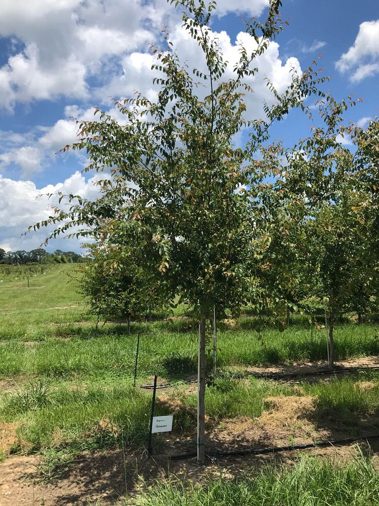 carpinus-caroliniana-american-hornbeam-blue-beech-ironwood