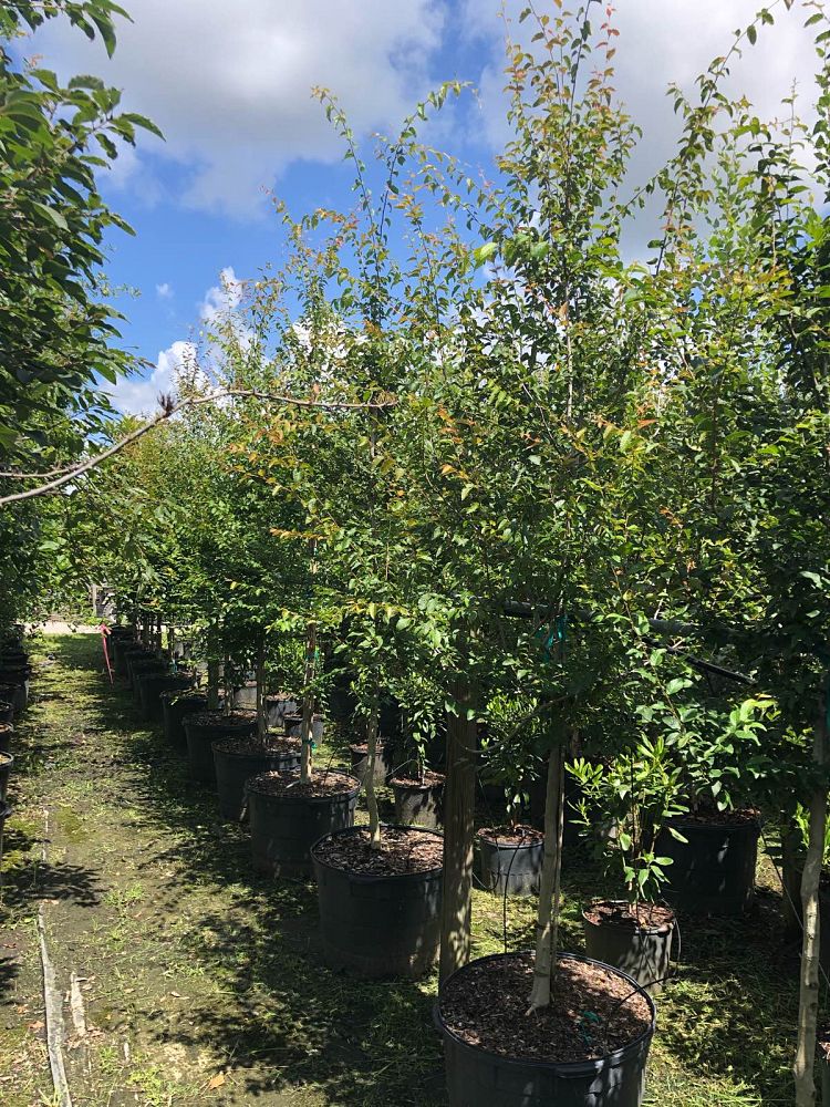 carpinus-caroliniana-american-hornbeam-blue-beech-ironwood