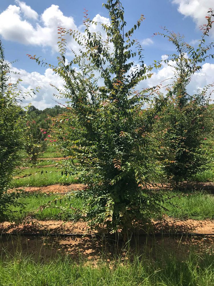 carpinus-caroliniana-american-hornbeam-blue-beech-ironwood