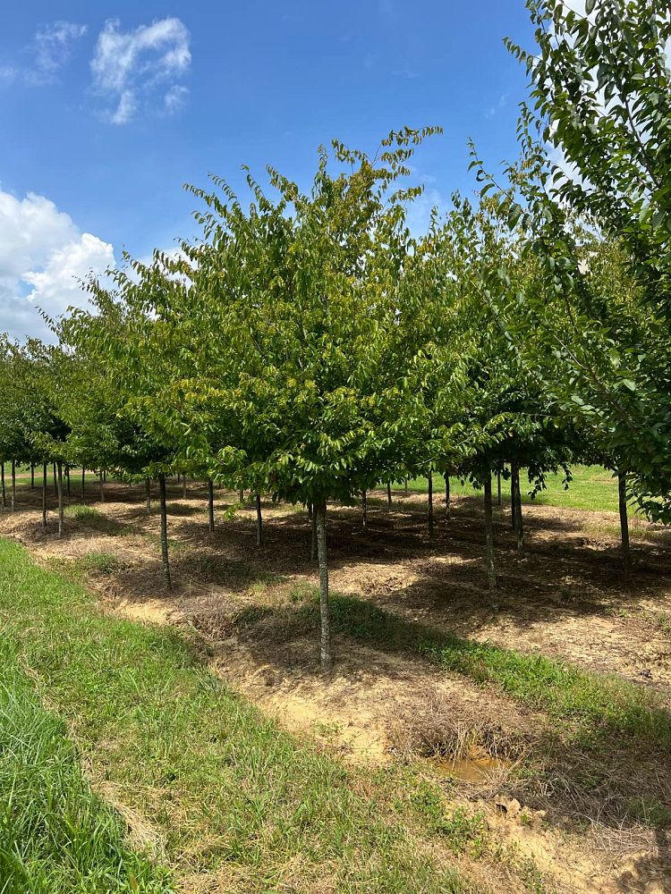 carpinus-caroliniana-american-hornbeam-blue-beech-ironwood