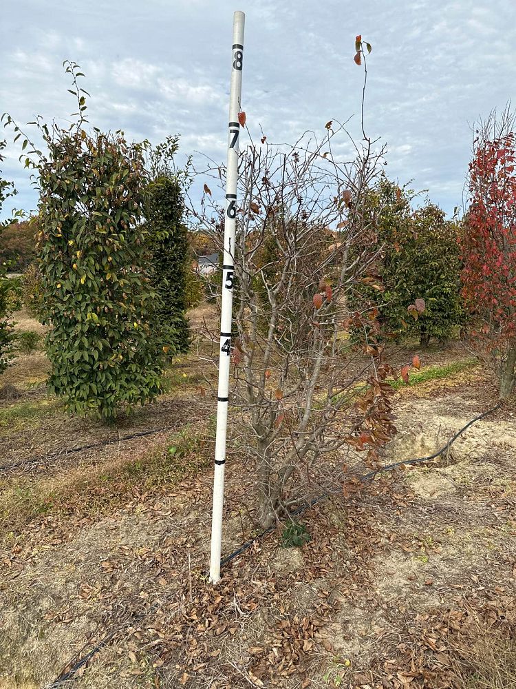 carpinus-caroliniana-american-hornbeam-blue-beech-ironwood