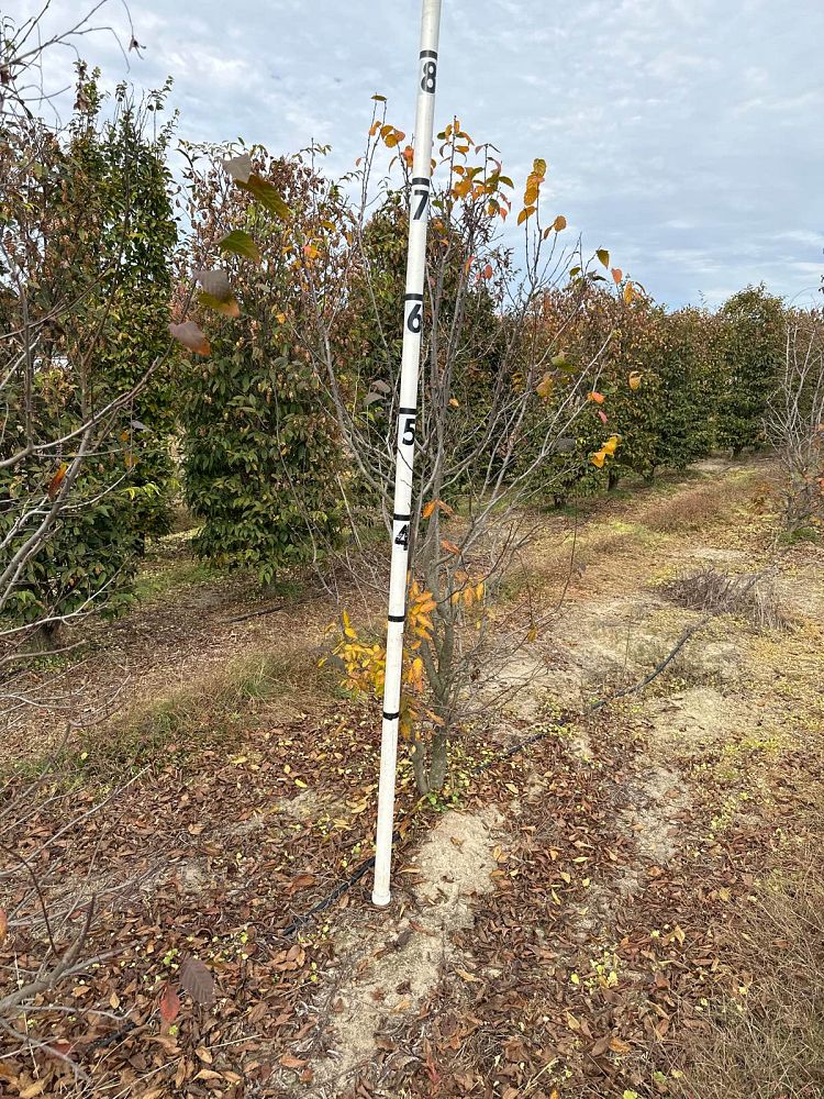 carpinus-caroliniana-american-hornbeam-blue-beech-ironwood