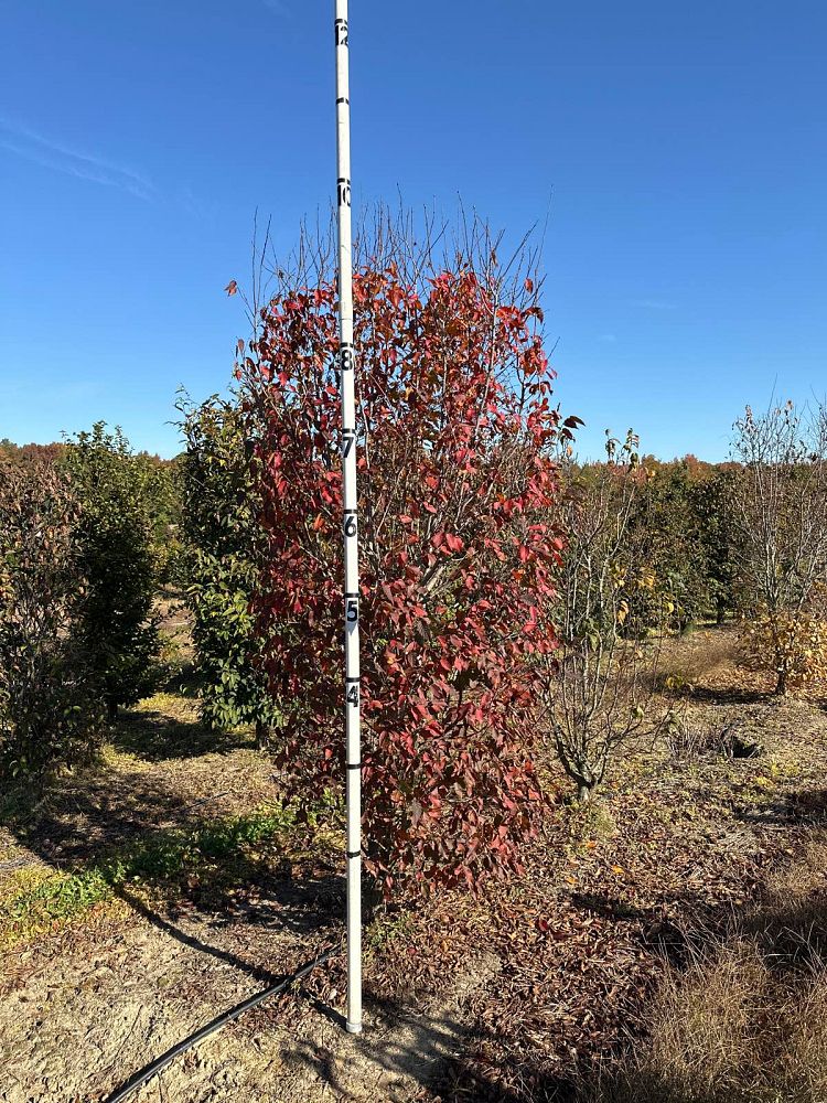 carpinus-caroliniana-american-hornbeam-blue-beech-ironwood