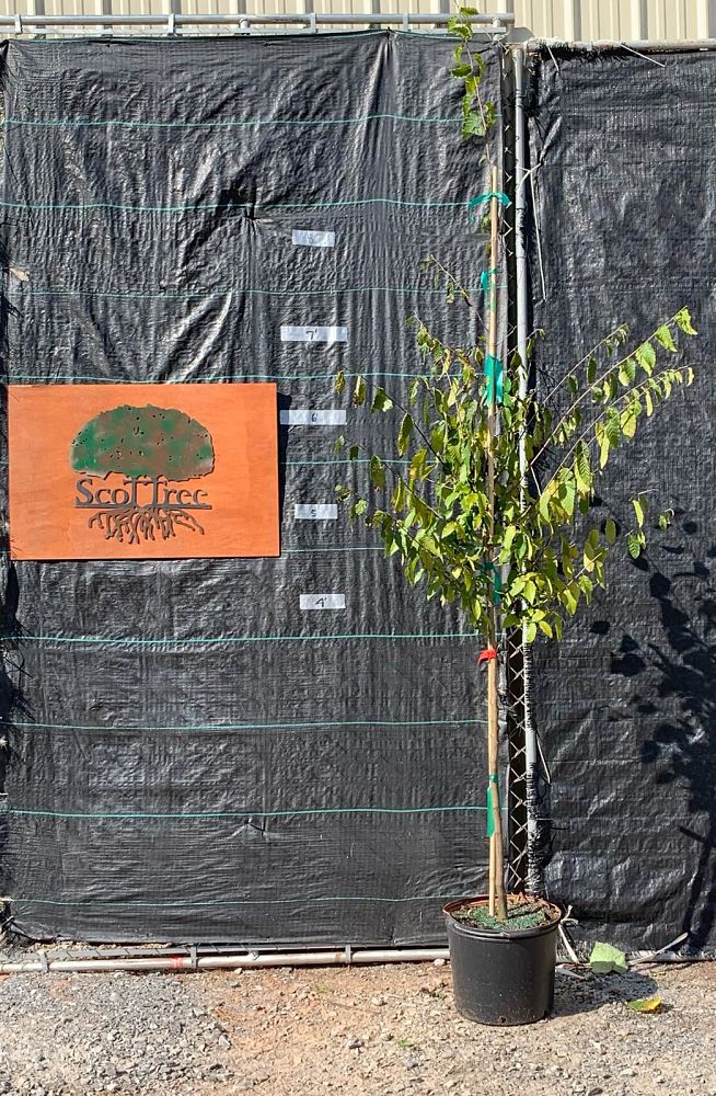 carpinus-caroliniana-caroliniana-american-hornbeam