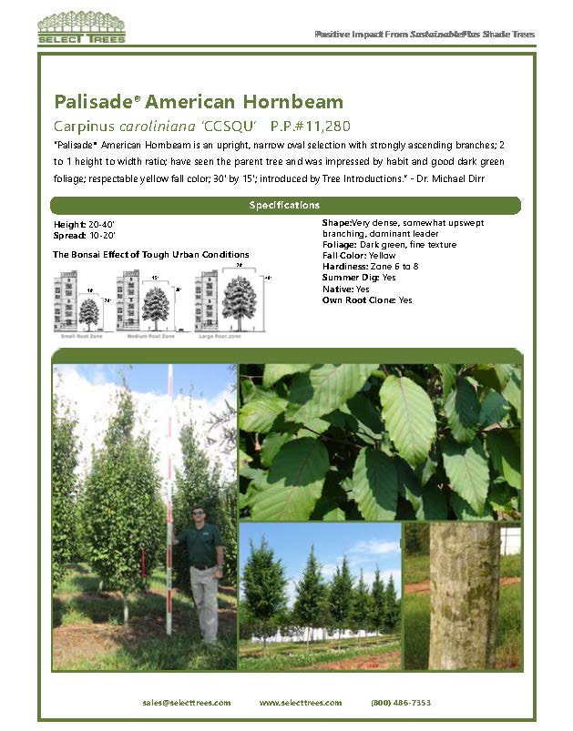 carpinus-caroliniana-ccsqu-american-hornbeam-palisade-blue-beech-ironwood