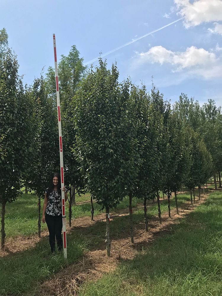 carpinus-caroliniana-ccsqu-american-hornbeam-palisade-blue-beech-ironwood
