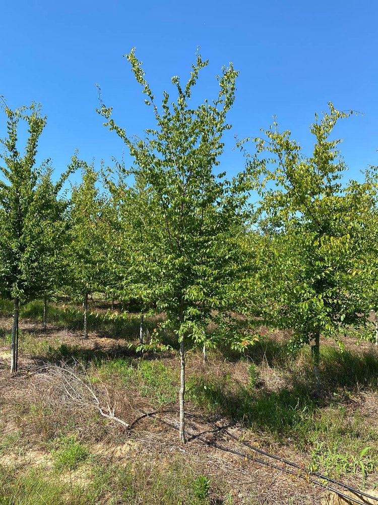 carpinus-caroliniana-virginiana-american-hornbeam