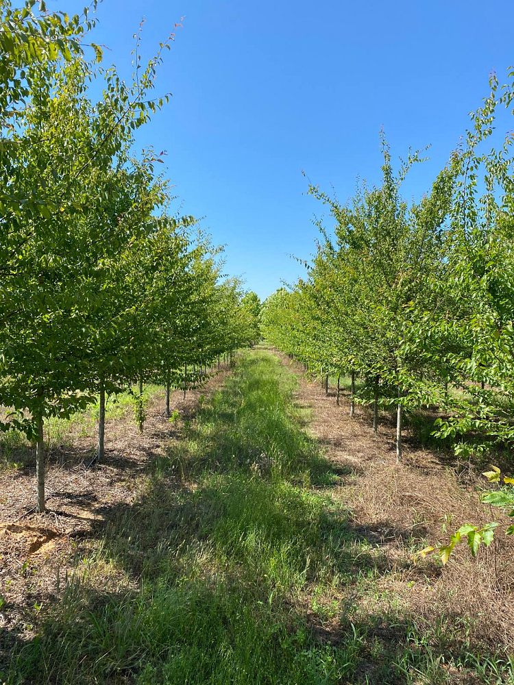 carpinus-caroliniana-virginiana-american-hornbeam